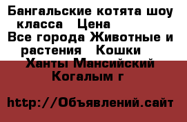 Бангальские котята шоу класса › Цена ­ 25 000 - Все города Животные и растения » Кошки   . Ханты-Мансийский,Когалым г.